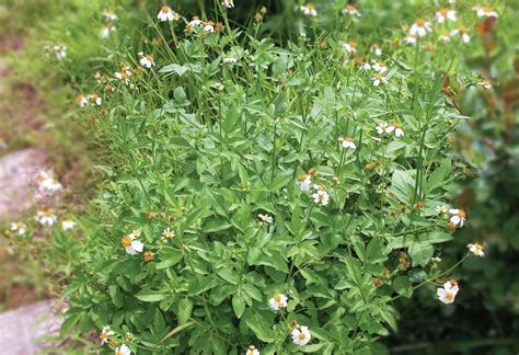 雜草 花|《台灣傳統青草茶植物圖鑑》：這種常見的「雜草」，。